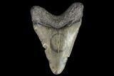 Juvenile Megalodon Tooth - Georgia #101426-1